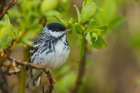 Blackpoll warbler shelters inside willow bush during a rain shower on the Seward Peninsula, Alaska Art Print